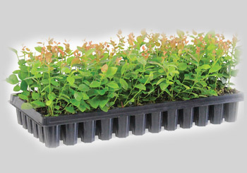 Seedling Trays